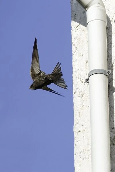 Swift-Leaving nest in building roof. Hessen, Germany