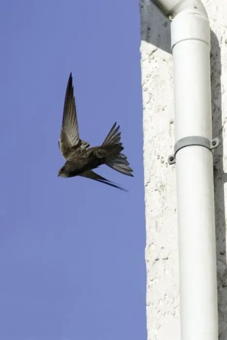 Framed Print : Swift-Leaving nest in building roof. Hessen, Germany Framed Print : Swift-Leaving nest in building roof. Hessen, Germany