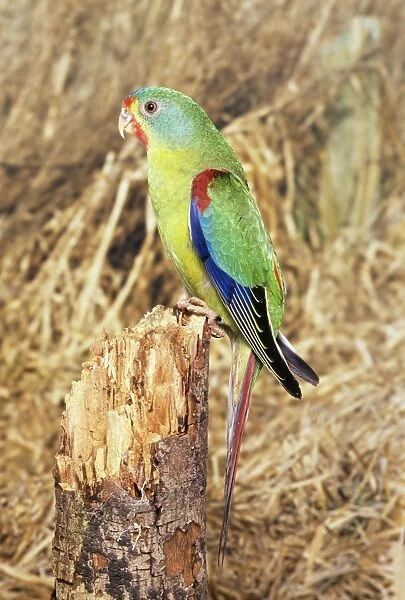 Swift Parrot - perched on tree stump