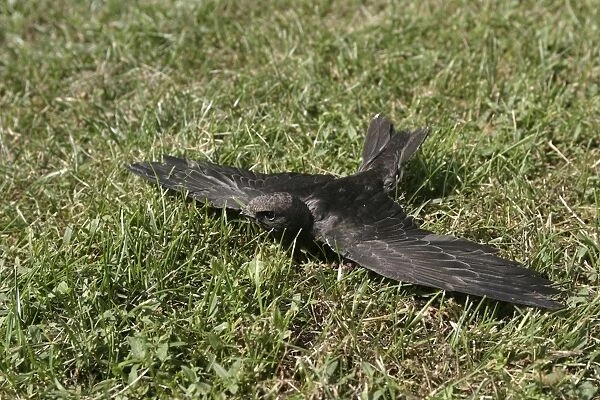 Swift - young which has fallen from nest and is unable to fly