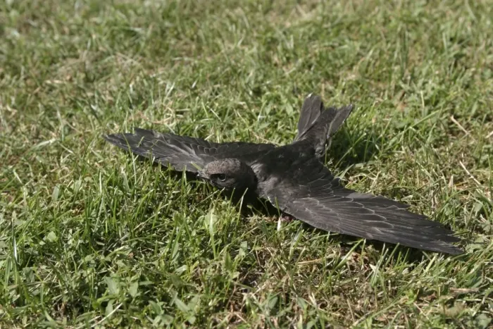 Framed Print : Swift - young which has fallen from nest and is unable to fly Framed Print : Swift - young which has fallen from nest and is unable to fly