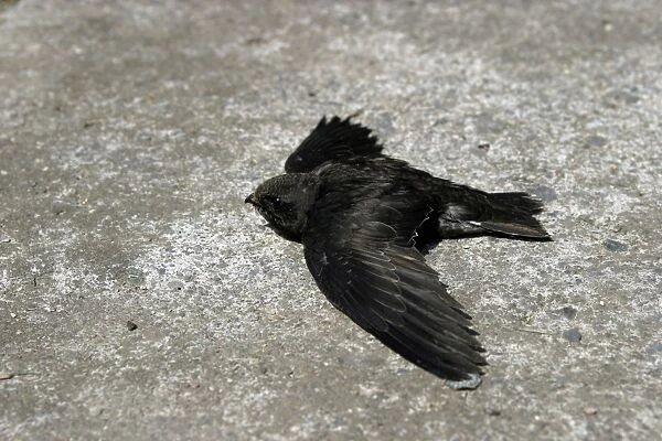 Swift - young which has fallen from nest and is unable to fly. Alsace - France