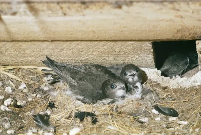 Framed Print : Swift - young at nest Framed Print : Swift - young at nest