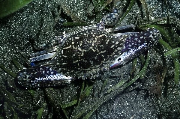 Swimmer Crab - Papua New Guinea