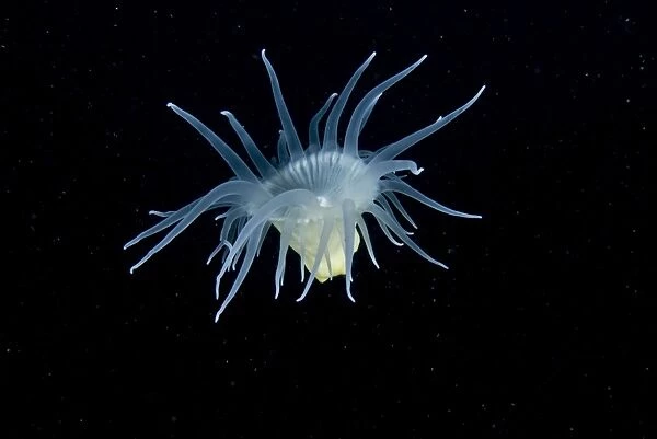Swimming anemone - A beautiful, flower-like animal, frequently seen attached to corals and sea fans. Some are striped, some are spotted, and some are pure white