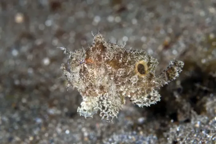 Framed Print : Swimming Frogfish - Indonesia Framed Print : Swimming Frogfish - Indonesia