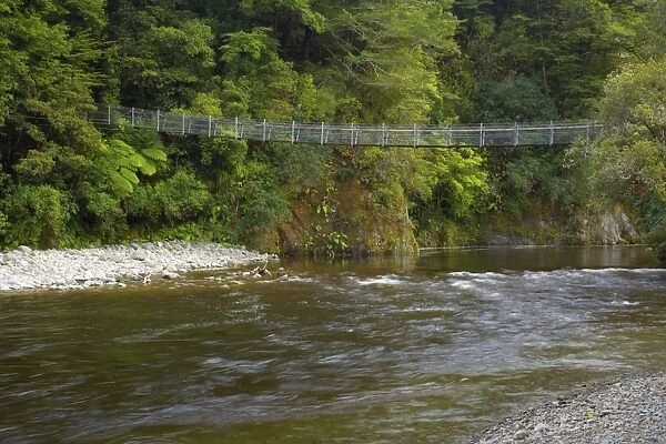 Swing Bridge leading over picturesque Hutt river with dense temperate rainforest alongside its banks Kaitoke Regional Park, Wellington District, North Island, New Zealand