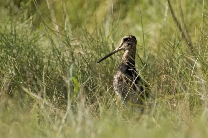 Framed Print : Swinhoe's Snipe Breeds in Siberia and Mongolia and winters from India through southeast Asia, New Guinea to northern Australia. A wary, shy, skulking species inhabiting muddy wetlands and flooded grasslands Framed Print : Swinhoe's Snipe Breeds in Siberia and Mongolia and winters from India through southeast Asia, New Guinea to northern Australia. A wary, shy, skulking species inhabiting muddy wetlands and flooded grasslands