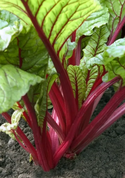 Framed Print : Swiss Chard - planted within the parterre, both practical & colourful display Loire, France September Framed Print : Swiss Chard - planted within the parterre, both practical & colourful display Loire, France September