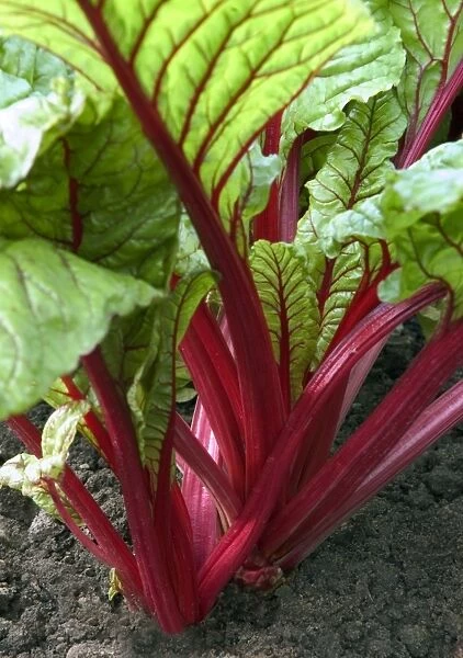 Swiss Chard - planted within the parterre, both practical & colourful display Loire, France September