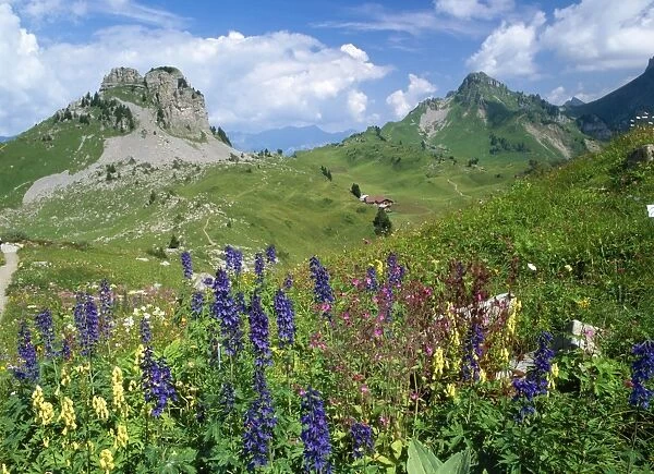 Switzerland - alpine flowers (Delphinium Elatum, Red Campion, Wolfsbane) Schynigeplatte, Switzerland