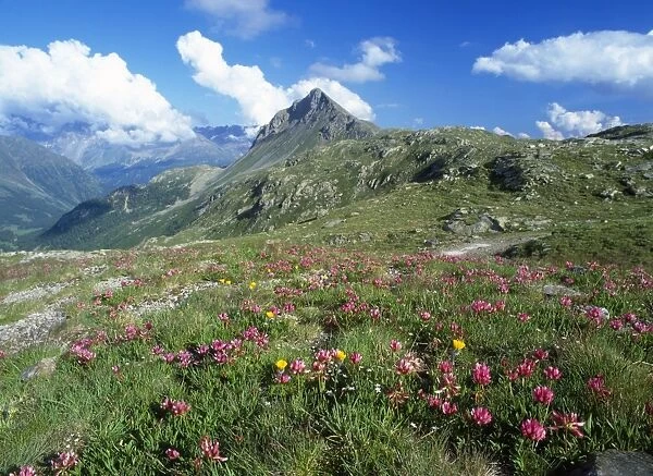 Switzerland - mass of flowres including Alpine Clover. Bernina Pass, Switzerland