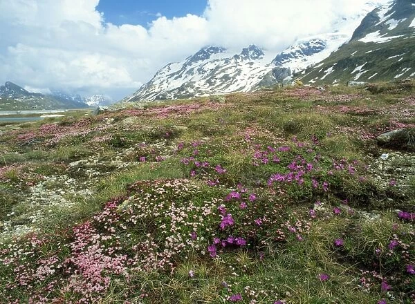 Switzerland - trailing Azalea with Primulas Bernina Pass, Switzerland