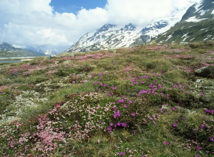 Framed Print : Switzerland - trailing Azalea with Primulas Bernina Pass, Switzerland Framed Print : Switzerland - trailing Azalea with Primulas Bernina Pass, Switzerland