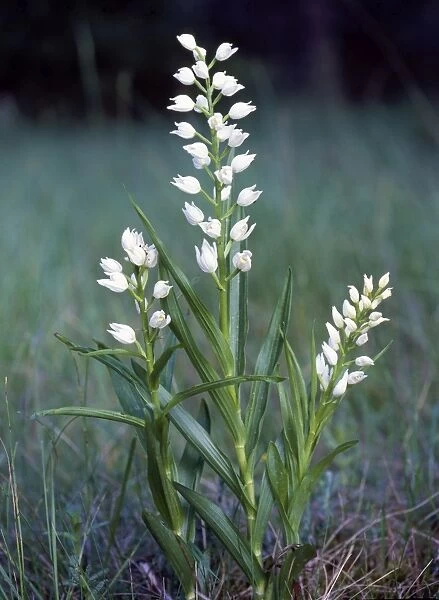 Sword-laeved Helleborine Orchid - Back from the brink plant
