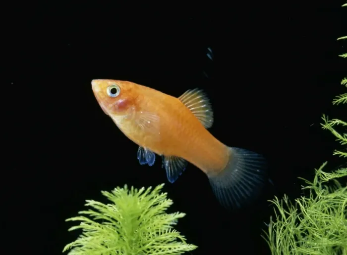Framed Print : Swordtail / Platy hybrid Framed Print : Swordtail / Platy hybrid