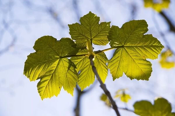 Sycamore leaves - Newly emerged leaves in the spring photographed against the sky. England, UK
