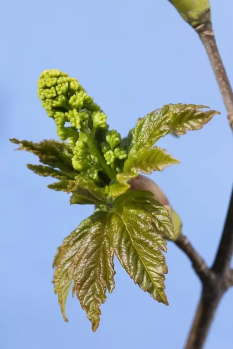 Framed Print : Sycamore Maple Tree - acorn leaves in spring Framed Print : Sycamore Maple Tree - acorn leaves in spring