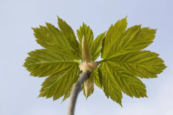 Framed Print : Sycamore Maple Tree - leaves in spring Framed Print : Sycamore Maple Tree - leaves in spring