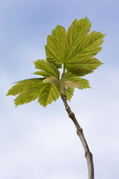 Sycamore Maple Tree - leaves in spring