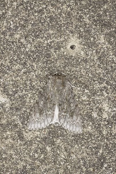 Sycamore Moth - Essex, UK IN000878