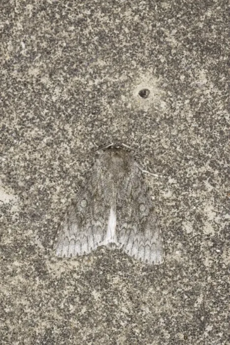 Framed Print : Sycamore Moth - Essex, UK IN000878 Framed Print : Sycamore Moth - Essex, UK IN000878