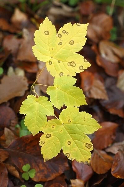 Sycamore - sapling leaves - autumn - Hessen - Germany