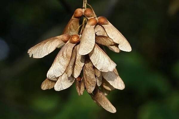 Sycamore Tree - fruits  /  seeds. Alsace - France