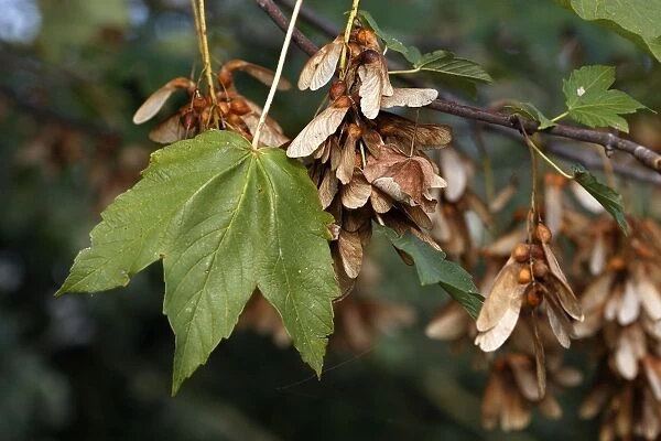 Sycamore Tree - leaf & fruits  /  seeds