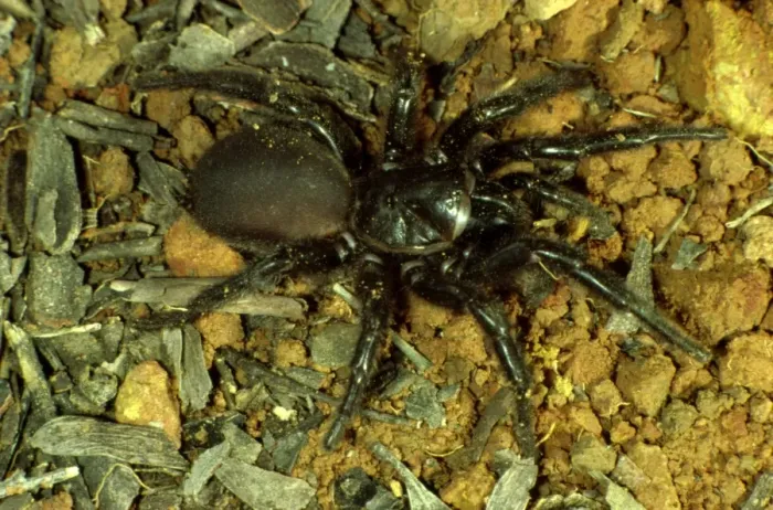 Framed Print : Sydney funnel-web spider Framed Print : Sydney funnel-web spider