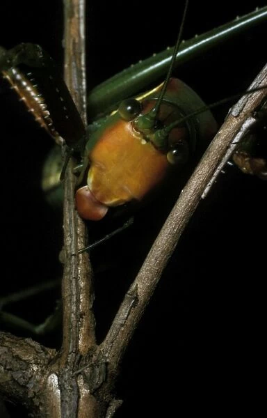 Sydney gumleaf katydid - a predatory katydid with a ferocious bite. The name horridus refers to the spiky legs