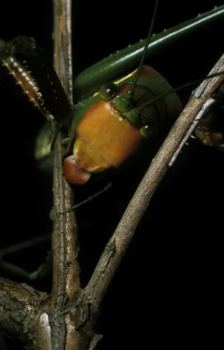 Framed Print : Sydney gumleaf katydid - a predatory katydid with a ferocious bite. The name horridus refers to the spiky legs Framed Print : Sydney gumleaf katydid - a predatory katydid with a ferocious bite. The name horridus refers to the spiky legs