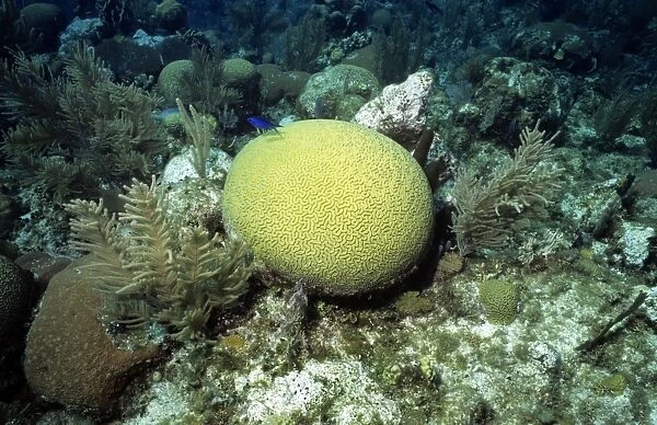 Symmetrical Brain Coral - Bay Islands - Honduras
