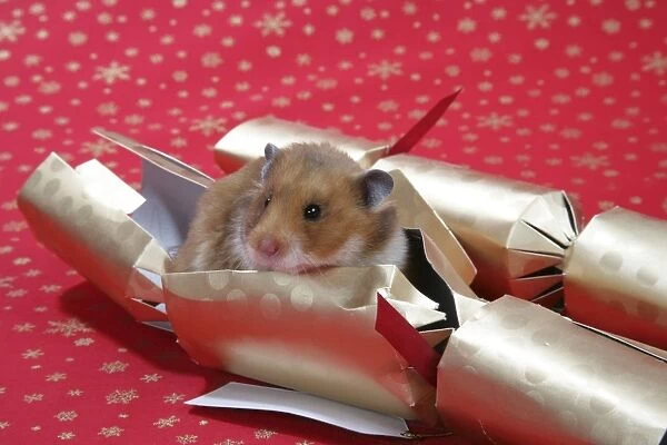 Syrian Hamster in Christmas cracker