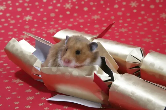 Framed Print : Syrian Hamster in Christmas cracker Framed Print : Syrian Hamster in Christmas cracker