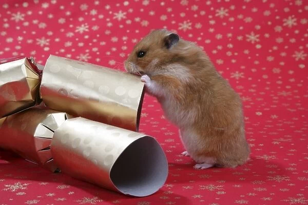 Syrian Hamster with Christmas crackers