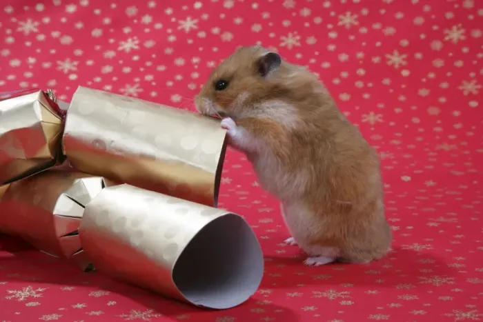 Framed Print : Syrian Hamster with Christmas crackers Framed Print : Syrian Hamster with Christmas crackers