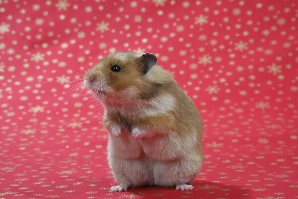 Syrian Hamster on Christmas material