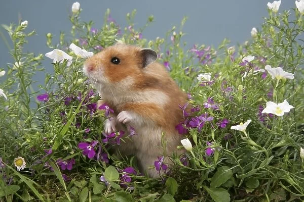 Syrian Hamster in flowers