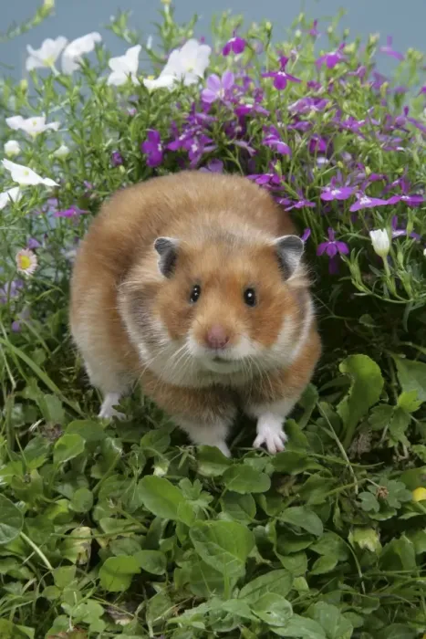 Framed Print : Syrian Hamster in flowers Framed Print : Syrian Hamster in flowers