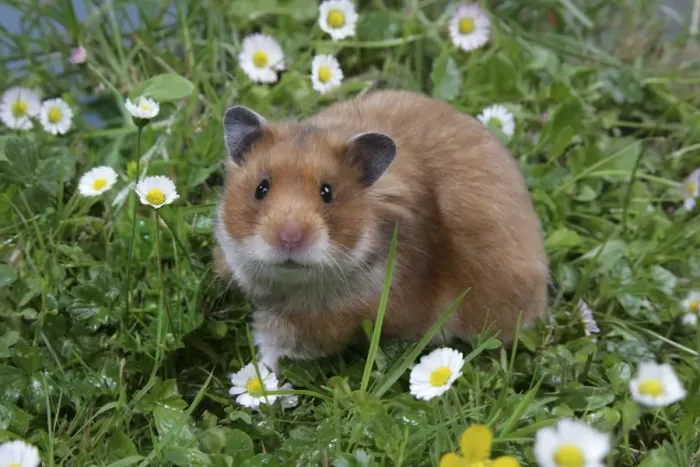 Framed Print : Syrian Hamster in flowers Framed Print : Syrian Hamster in flowers
