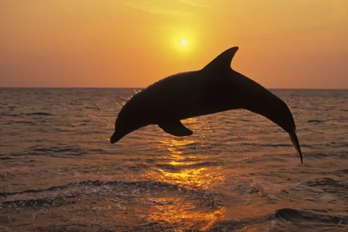 Framed Print : T0M-768. TOM-768. Bottlenosed Dolphin - Leaping out of water at sunset Framed Print : T0M-768. TOM-768. Bottlenosed Dolphin - Leaping out of water at sunset