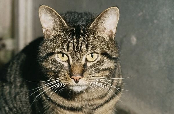 Tabby Cat. PM-8071. TABBY CAT - Close-up of head