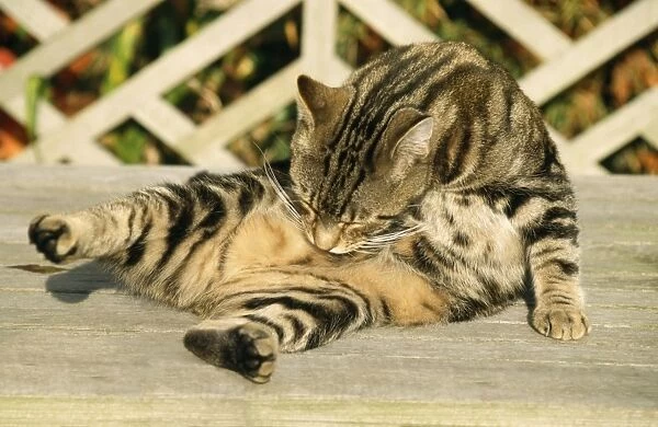 Tabby Cat - on bench grooming