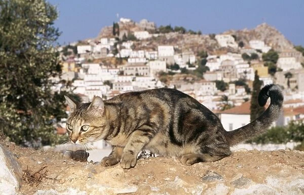 Tabby Cat Crouching. Santorini Island, Greece