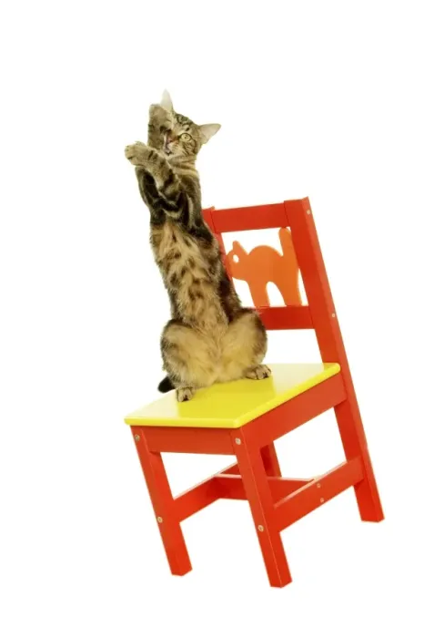 Framed Print : Tabby Cat on hind legs on chair Framed Print : Tabby Cat on hind legs on chair