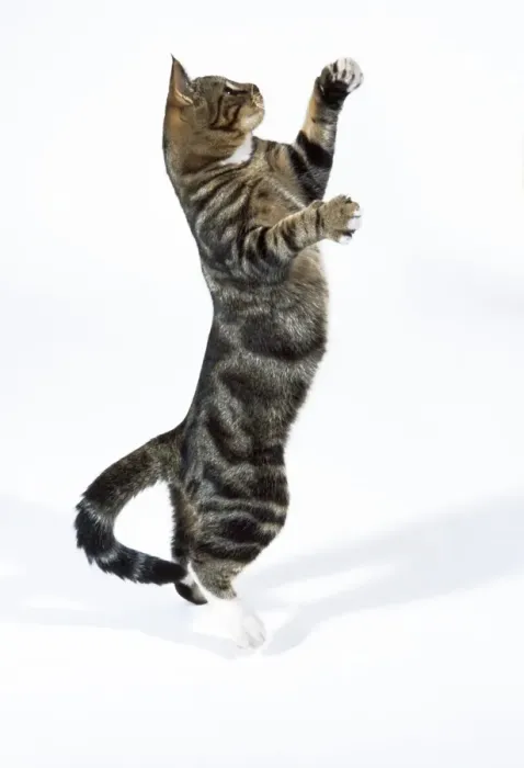 Framed Print : Tabby Cat - on hind legs playing Framed Print : Tabby Cat - on hind legs playing
