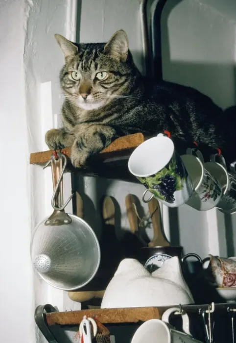 Framed Print : Tabby Cat - on kitchen shelf Framed Print : Tabby Cat - on kitchen shelf
