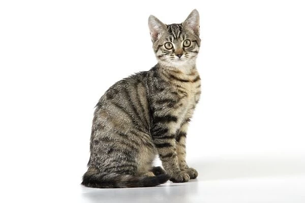 Tabby Cat - kitten