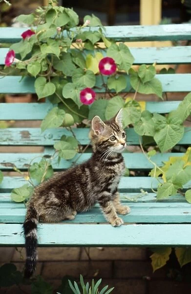 Tabby Cat - kitten on bench